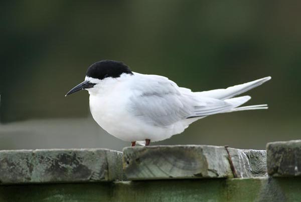 White Fronted Turn