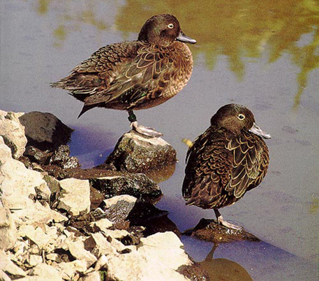 Brown Teal Duck