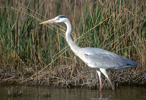 Grey Heron