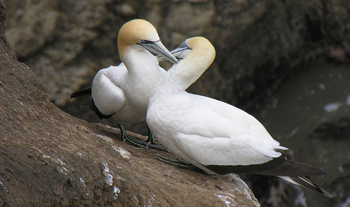 Australian Gannet