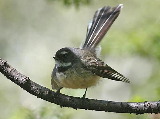 Fantail