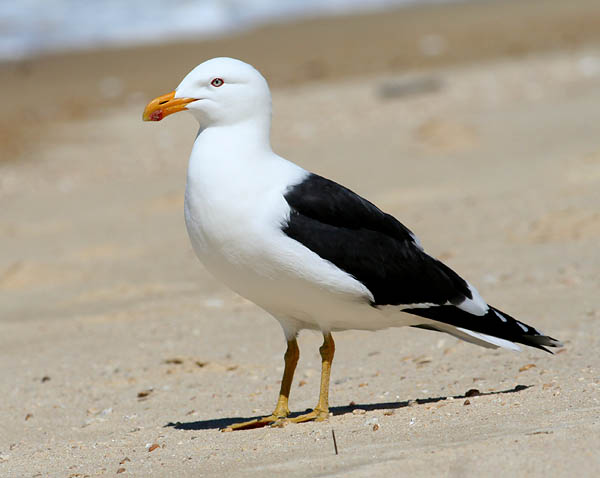 Black Backed Gull