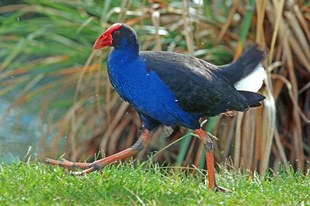 Pukeko