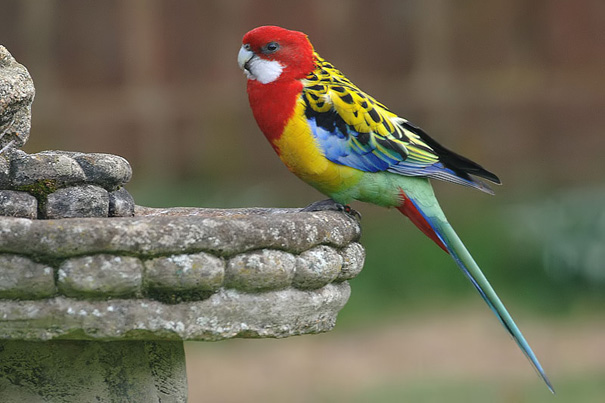 Rosella Parakeet