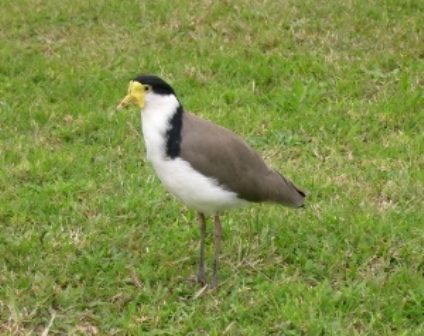 Spur Winged Plover