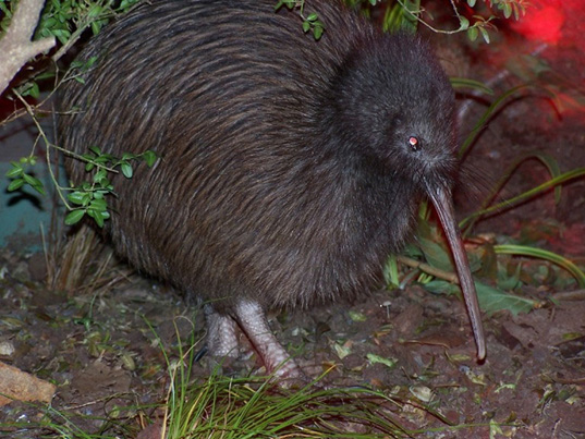 North Island Brown Kiwi