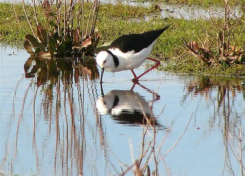 Pied Stilt