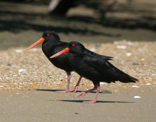 Oyster Catcher