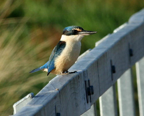 Kingfisher