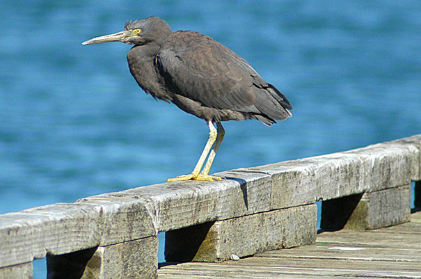 Reef Heron